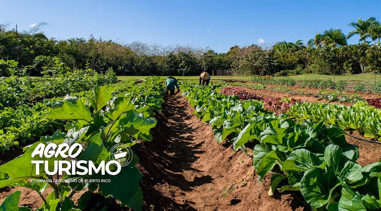 Agrotourism Puerto Rico
