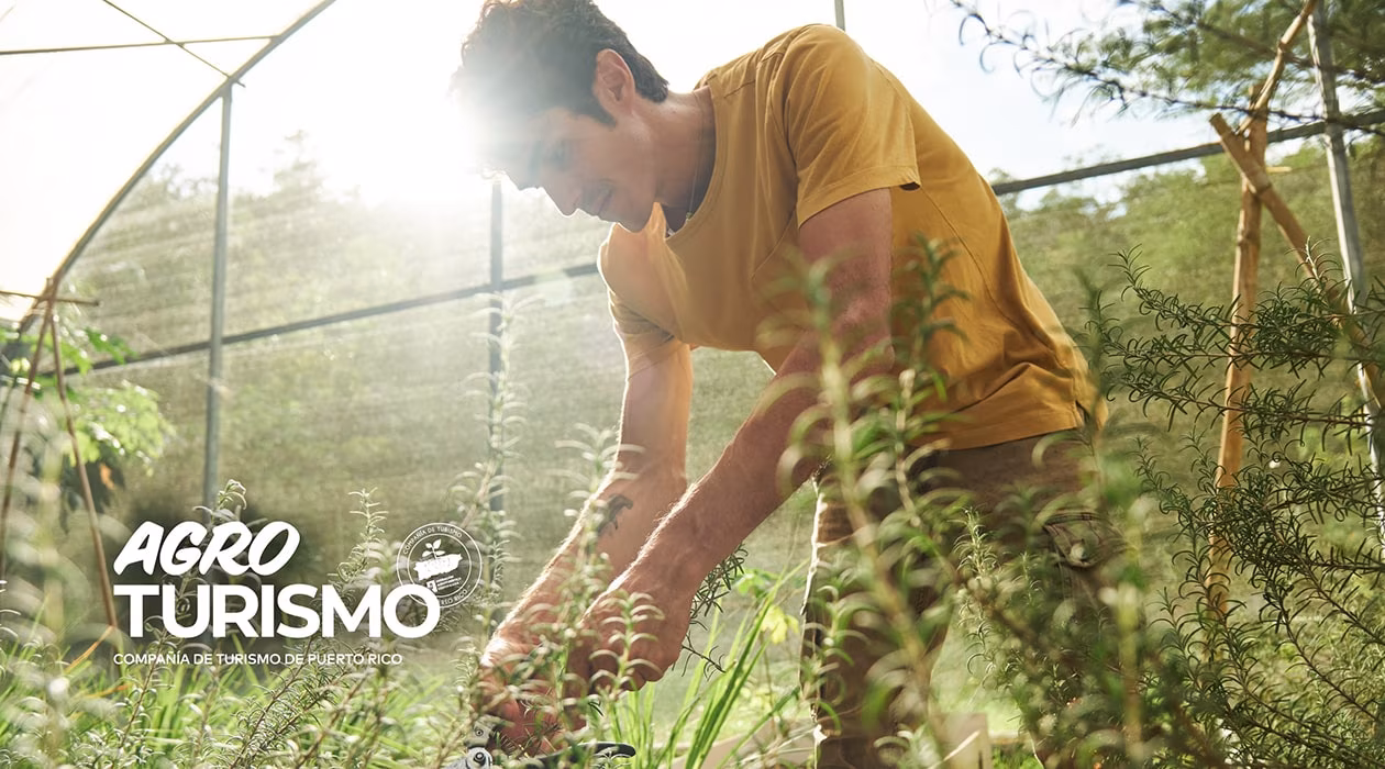 Agrotourism Puerto Rico