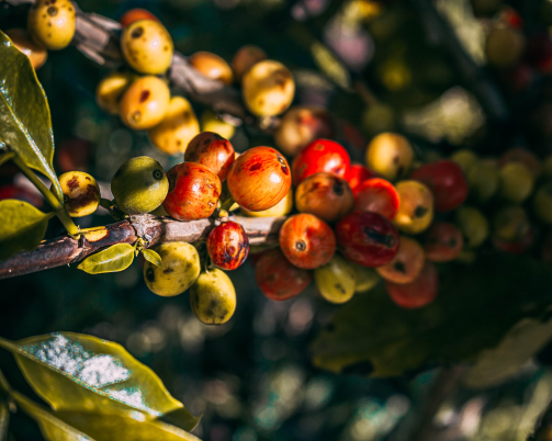 Agrotourism in Puerto Rico